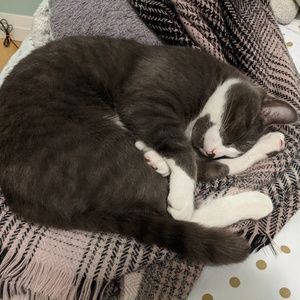 Meet your Posher, Ariel